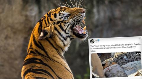 Zastrzelono tygrysa "ludożercę z Champaran"