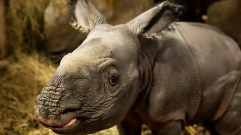 Wrocławskie zoo pokazuje jak wyglądał poród nosorożca indyjskiego