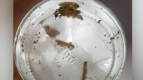 Mole woskowe kontra plastik. Odkrycie młodych polskich naukowców