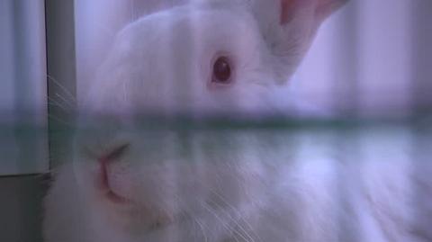 Co zrobić, by zmniejszyć cierpienie zwierząt laboratoryjnych? 