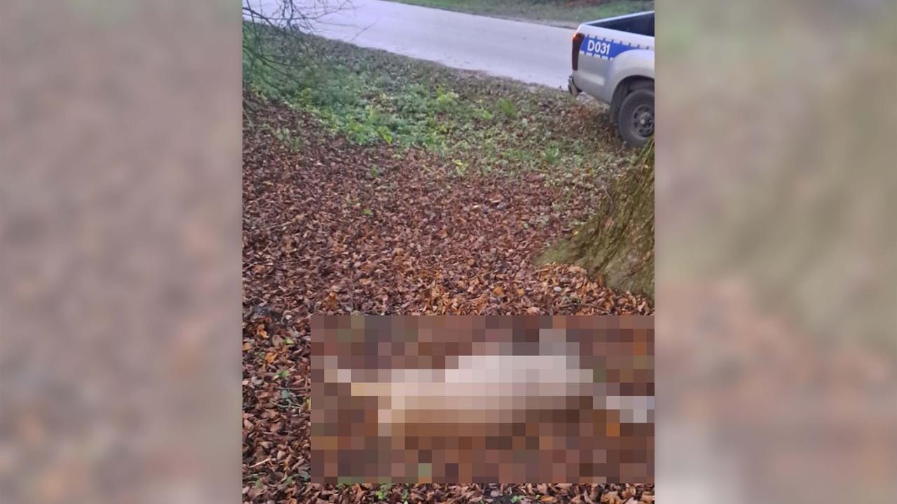 Szedł ulicą i niósł na plecach martwą sarnę. "Nie umiał wyjaśnić, po co to zrobił"