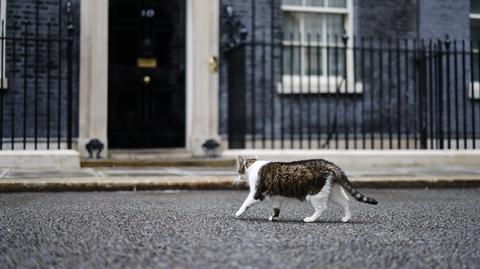 Kot Larry przy Downing Street 10