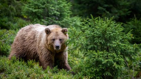 Na Florydzie niedźwiedź zaatakował mężczyznę tuż pod domem