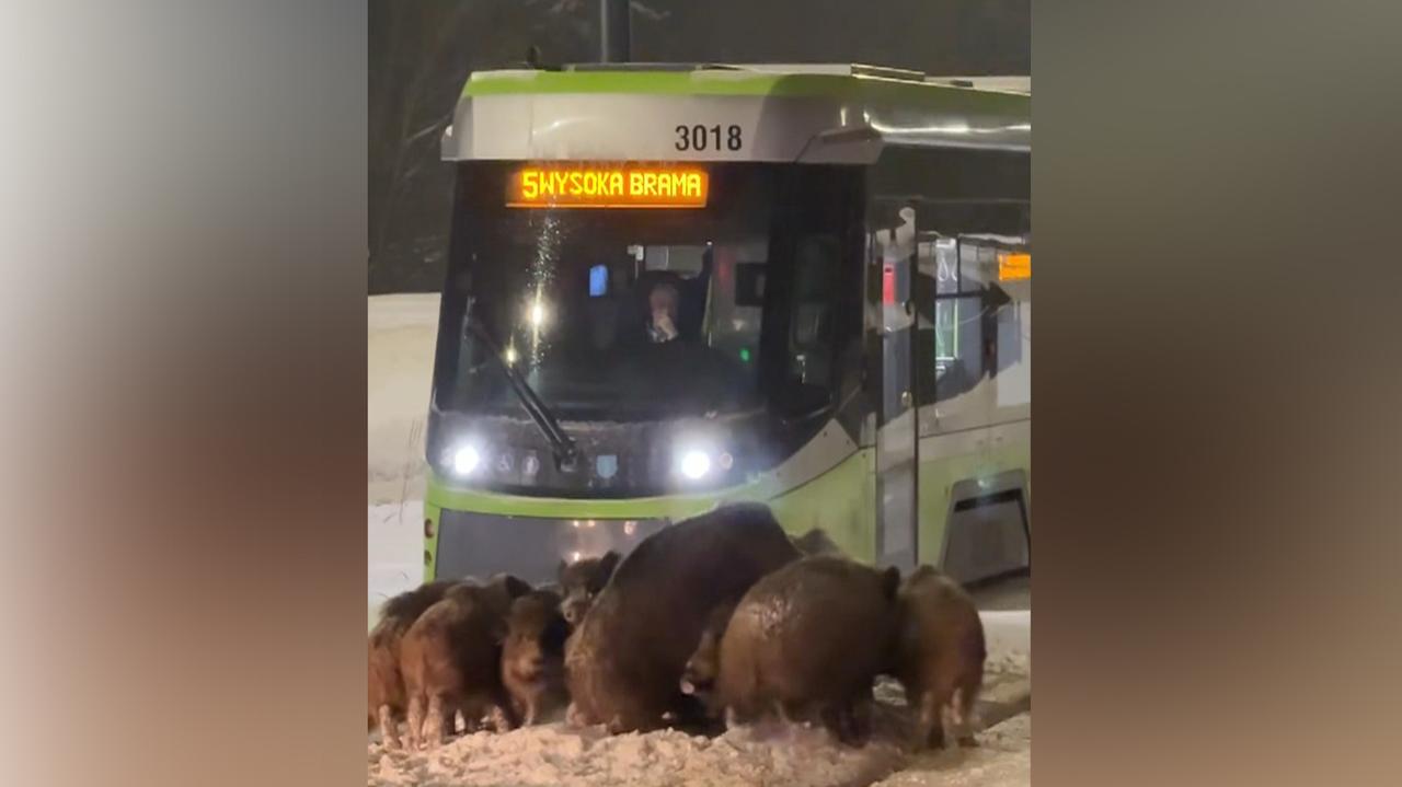 Dziki weszły na tory, sparaliżowały ruch tramwajów. Nagranie