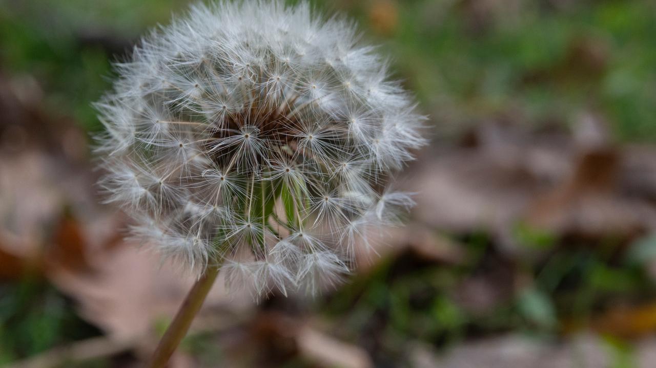 Odkryto tajemnicę dmuchawców