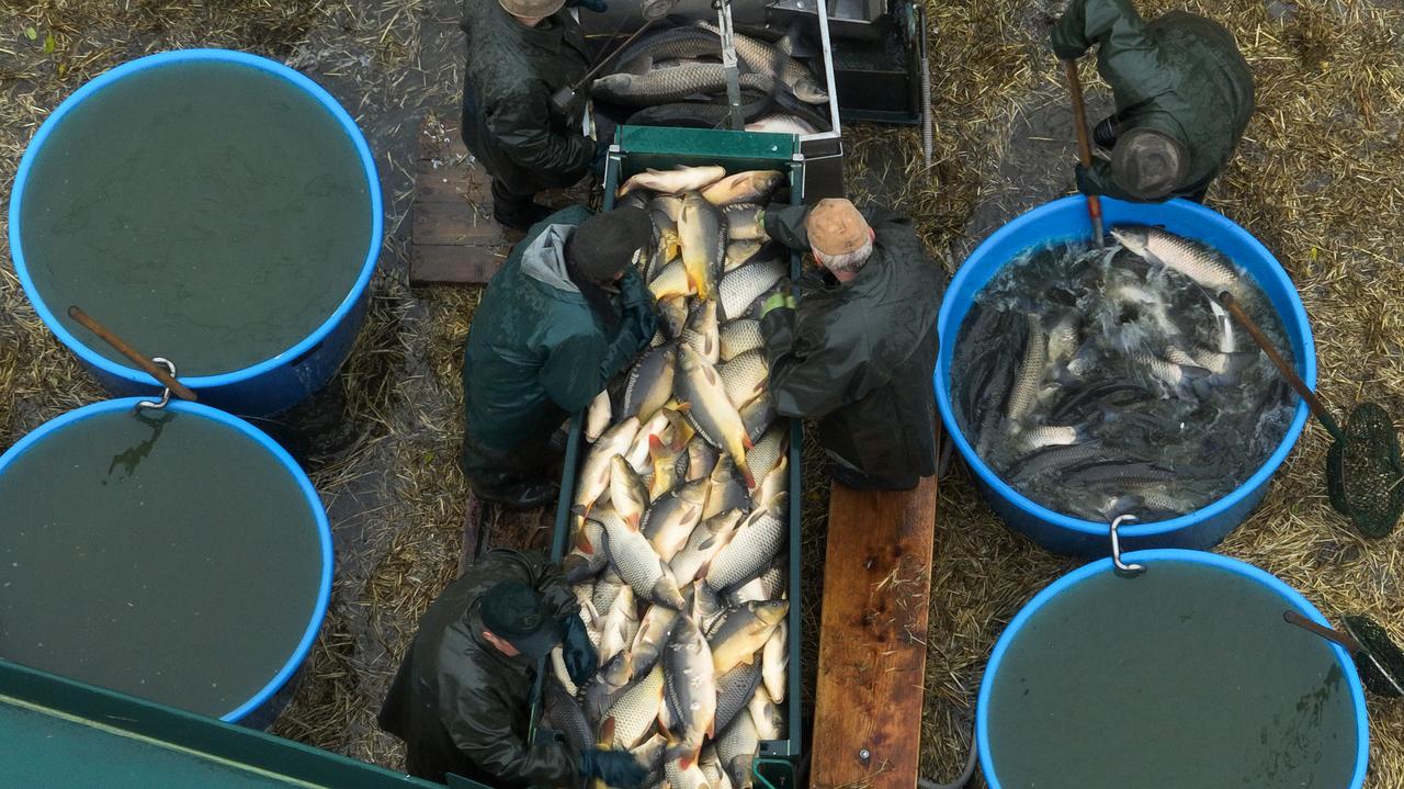 Wigilijny przemysł cierpienia. Nagrania ze śledztwa w hodowlach karpi