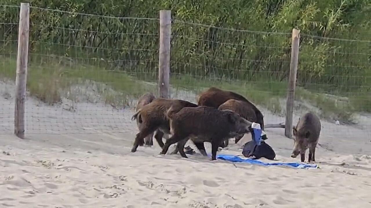 Dziki wbiegły na plażę. Jeden z nich ukradł plecak. Nagranie