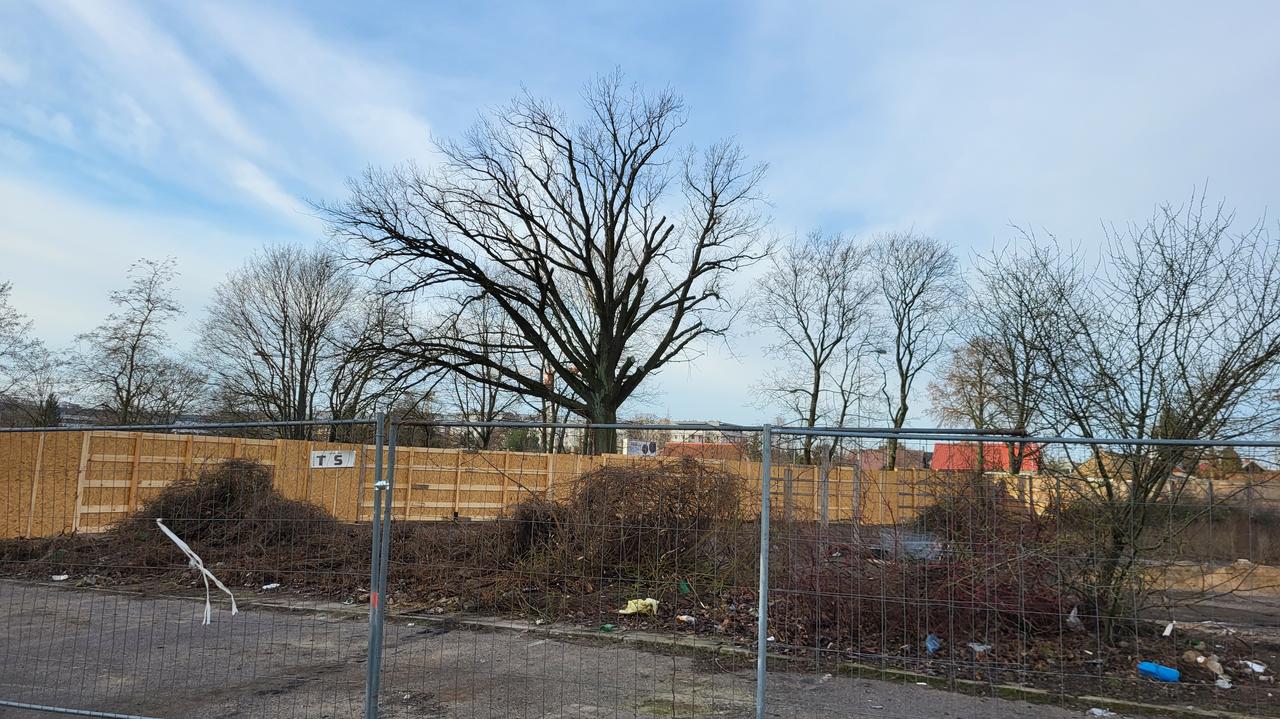 Dąb dwa tygodnie był pomnikiem przyrody. Przestał nim być i deweloper przyciął konary