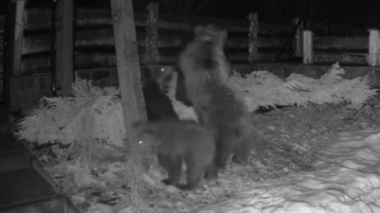 Niedźwiedzie wyjadły wszystko z karmnika. Zobacz nagranie