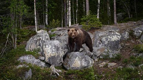 Niedźwiedzia rodzina na szlaku w Dolinie Chochołowskiej