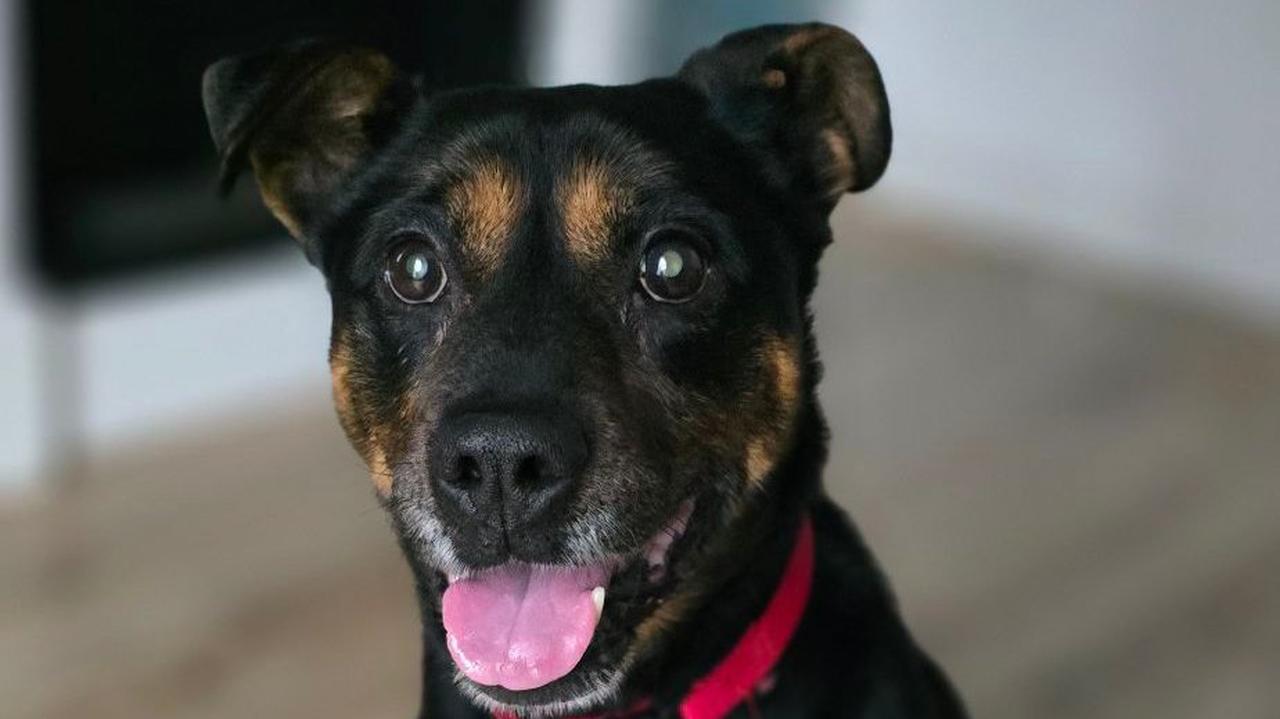 Akcja "Mrozy" opróżniła schronisko. Prawie wszystkie zwierzęta znalazły stałe domy