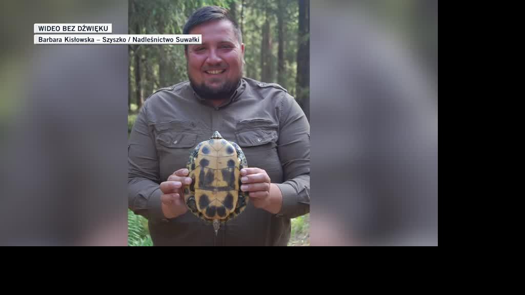 slideshow dla Filipa żółw