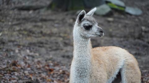 Mikołaj, młode gwanako z wrocławskiego zoo