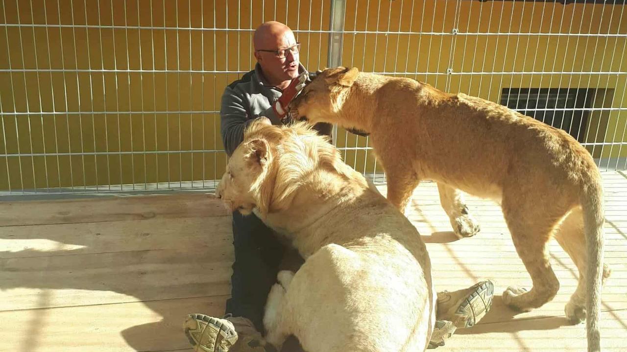 Właściciel lwów i tygrysa na ławie oskarżonych. Prokuratura "nie neguje" jego miłości do zwierząt