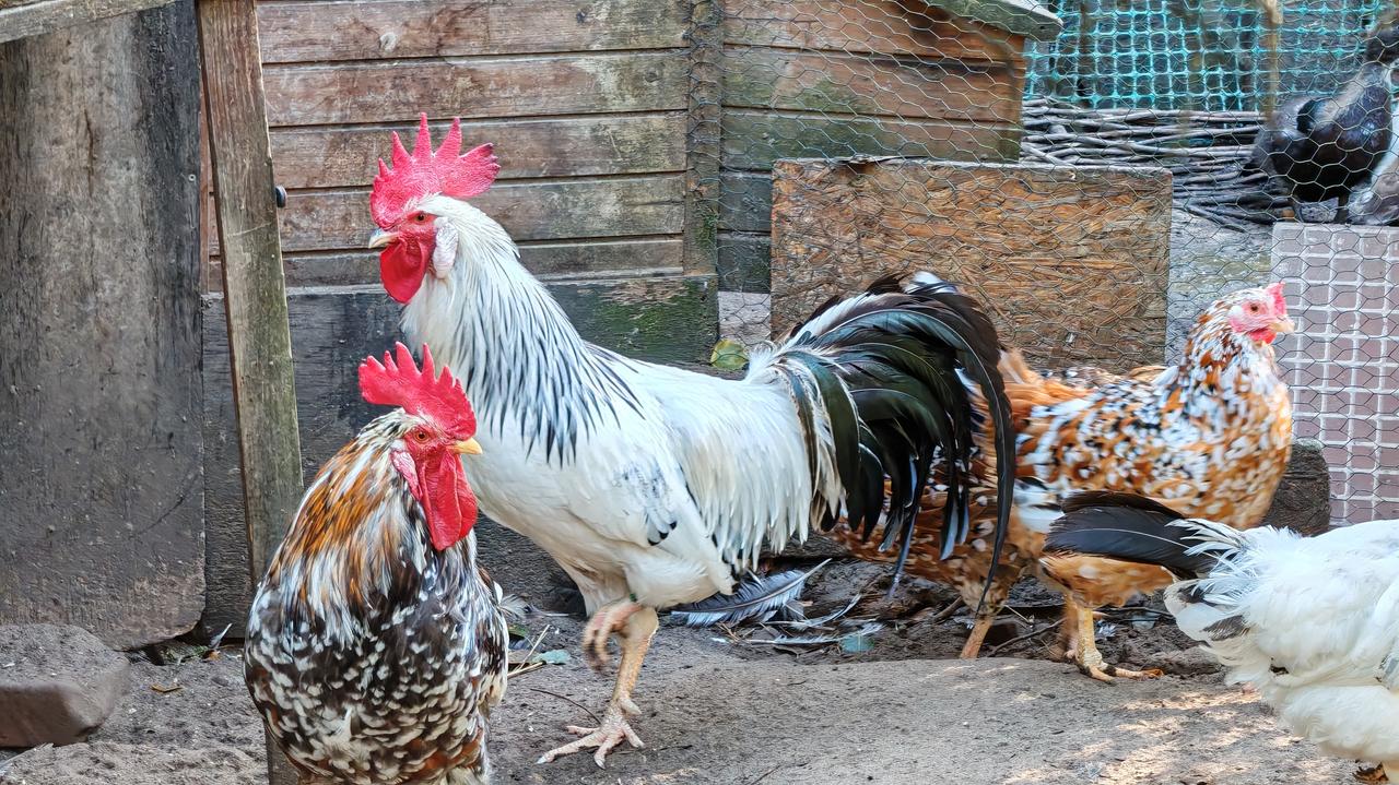 Piejący kogut i stado kur przeszkadzają ludziom z miasta