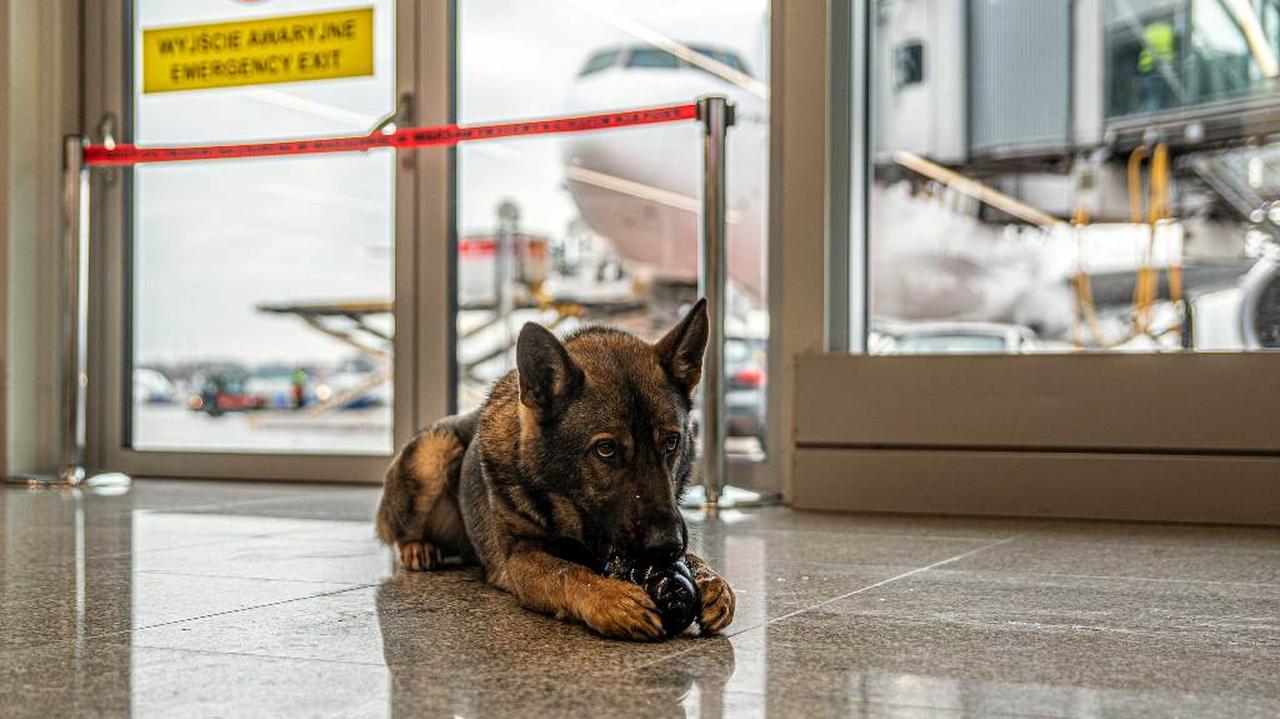 Biały karton, w środku miał być "prezent". Do akcji na lotnisku ruszył Jay