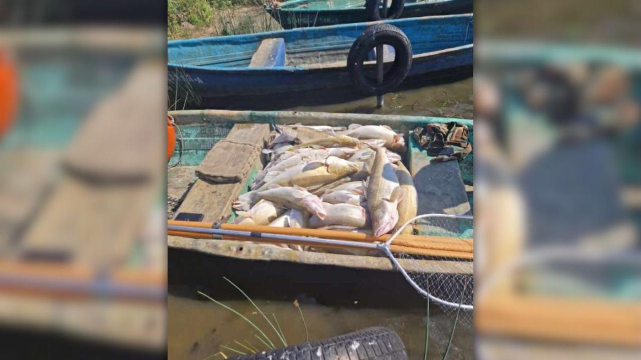 Martwe ryby na zaporze zbiornika. Służby sprawdzają zgłoszenie