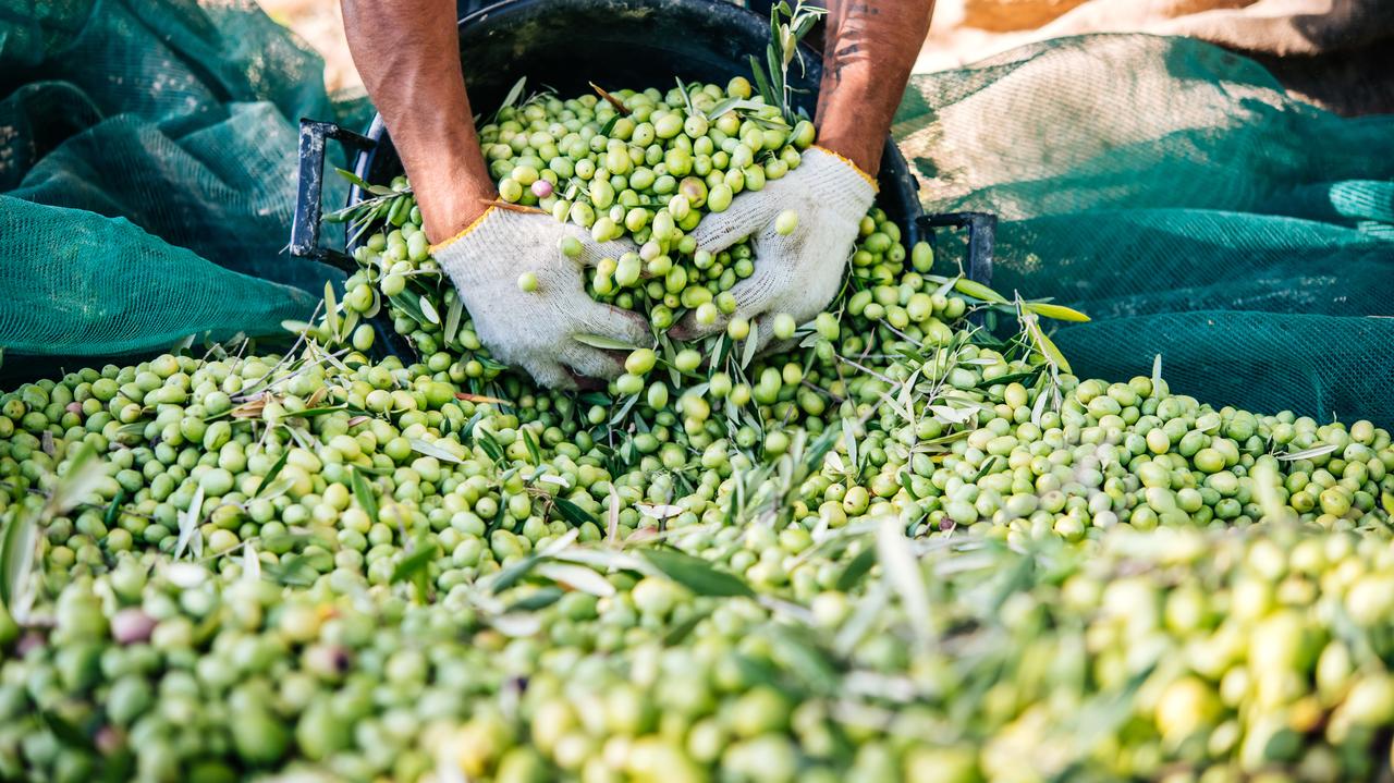 España.  Precios estándar de aceite y aceitunas.  «Tenemos miedo no solo por esta temporada»