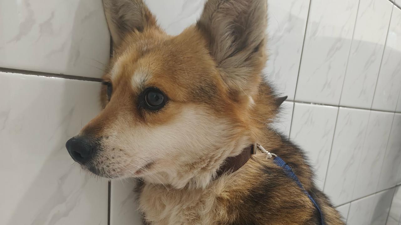 Psy zabrane z Sobolewa są "psychicznie złamane". Wiele z nich boi się spojrzeć na człowieka