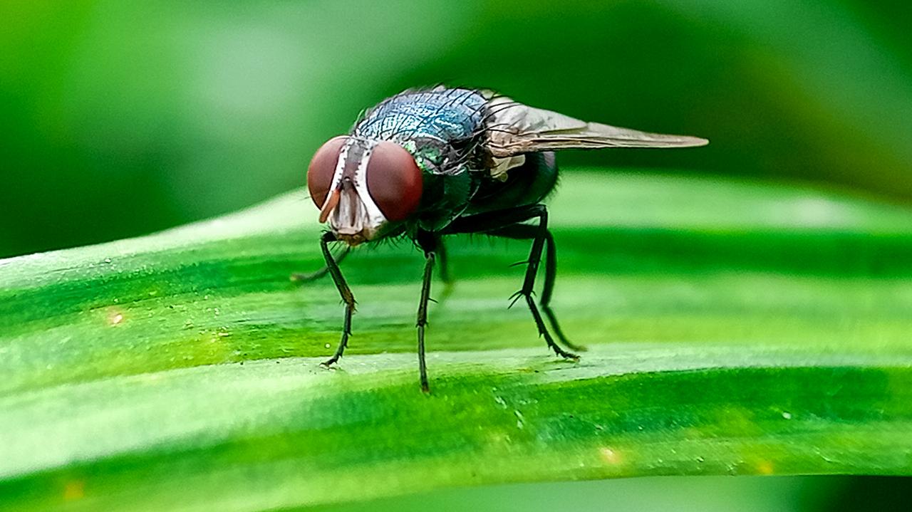 Zakażenie larwami muchy śrubowej. Pierwszy taki przypadek u człowieka