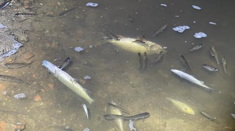 Śnięte ryby zauważono na Kanale Bernardyńskim w Kaliszu