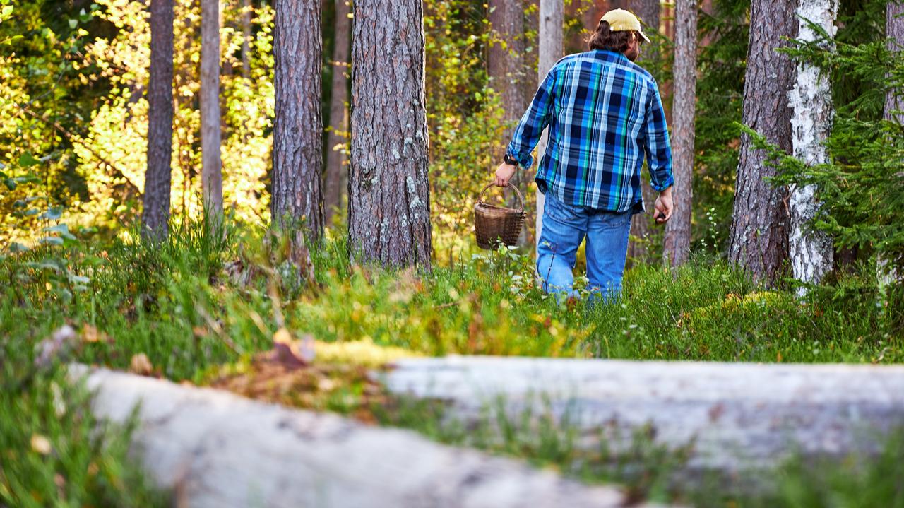 Grzybobranie może słono kosztować. choćby 5 tysięcy złotych