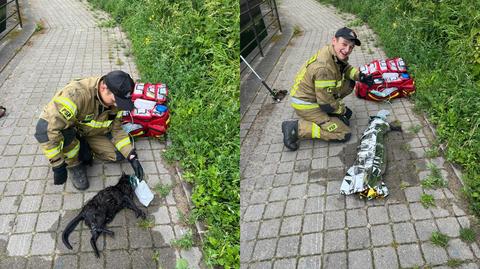 Gdańsk. Strażacy pomogli topiącemu się kotu