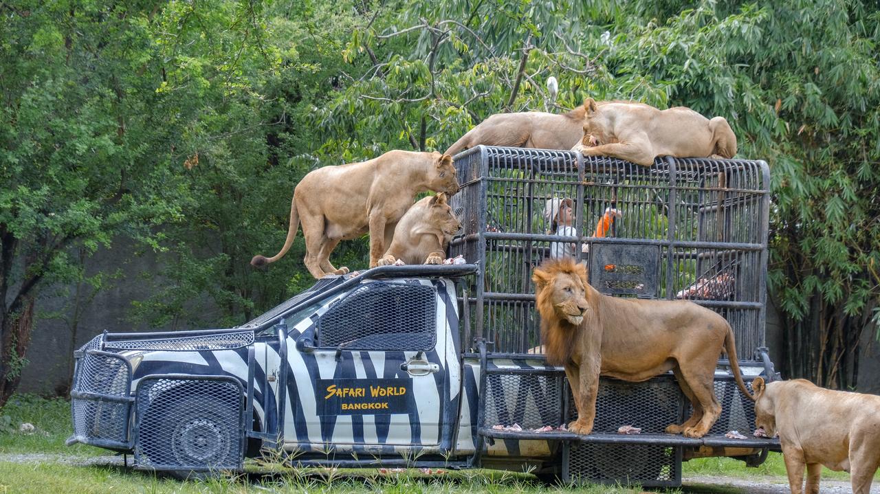 Lwy zagryzły pracownika zoo na oczach turystów