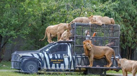 Lwica w zoo w Oregonie zauważyła ukrytą kamerę