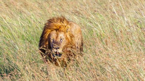 Lew został zabity w pobliżu Parku Narodowego Amboseli