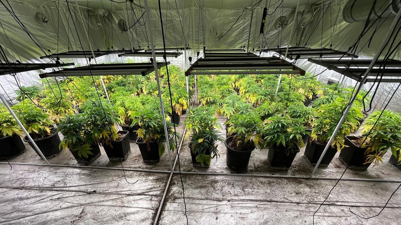 Zlikwidowali profesjonalną plantację marihuany