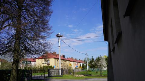 Bociany w Pankach