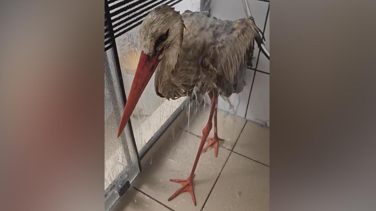 Umyli Lolka ciepłą wodą z szarym mydłem, nie pomogło. Jedzie po pomoc 300 kilometrów