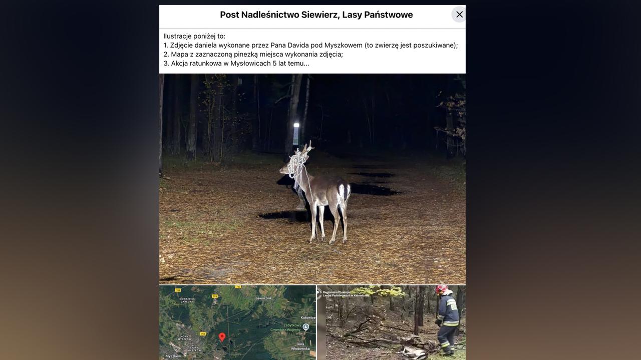 Nadleśnictwo Siewierz. Daniel w opałach. Apel Lasów Państwowych