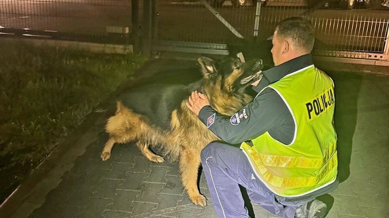 Błąkały się po drogach krajowych, mogły wpaść pod auta