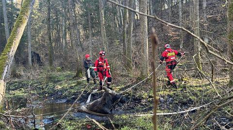 Strażacy uratowali łosia, który ugrzązł w bagnie