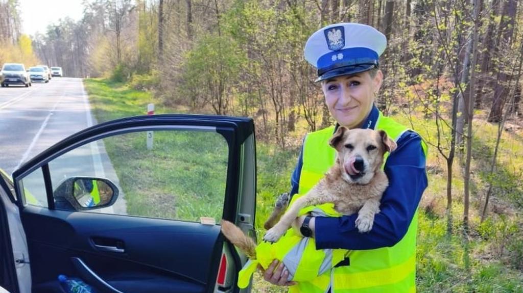 Policjanci zajęli się psem, który błąkał się po drodze krajowej numer 15