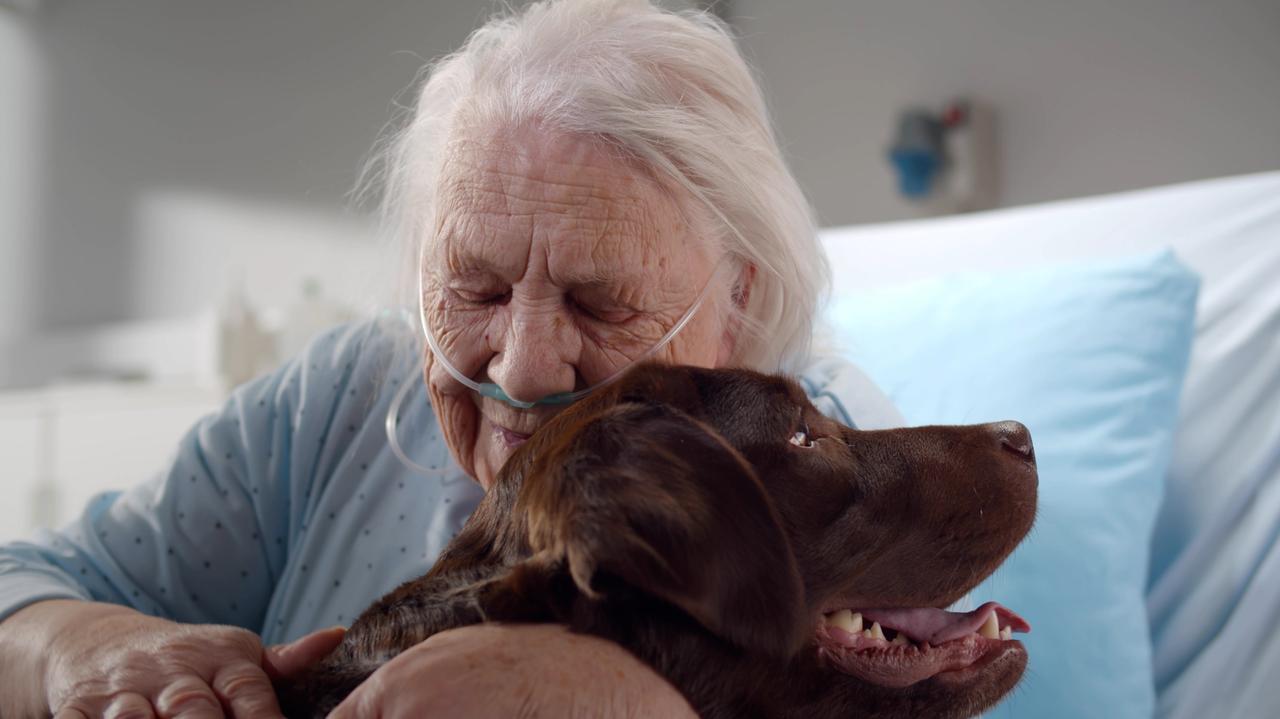 Dlaczego zwierzęta powinny mieć wstęp na oddziały szpitalne? Argumenty są mocne