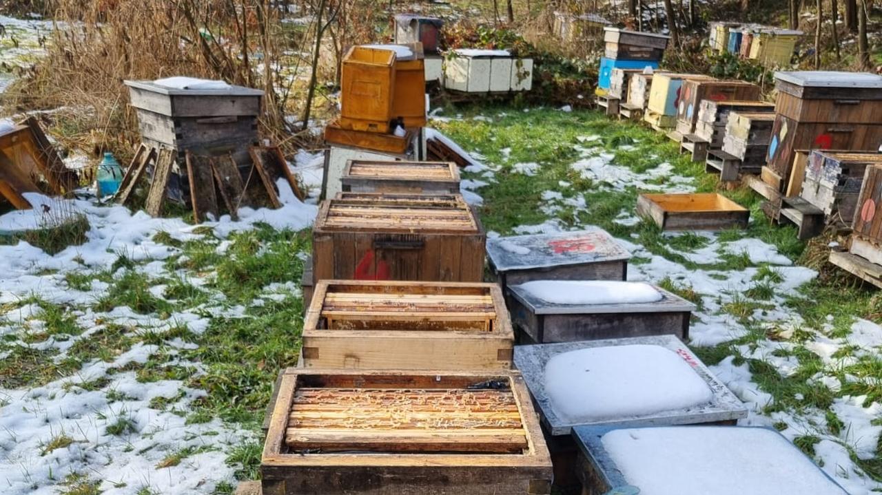 Ktoś otworzył 37 uli, skazując pszczoły na śmierć