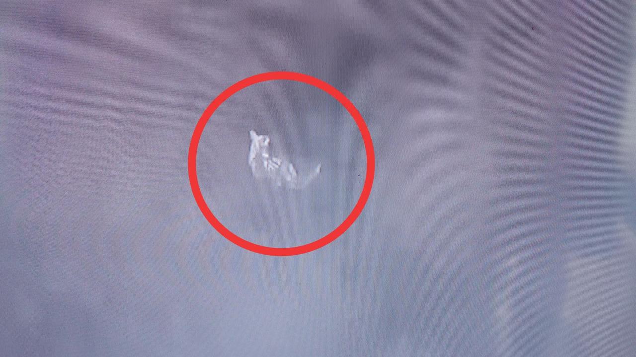 Kamera termowizyjna i dron w akcji. Złapali kangura-uciekiniera