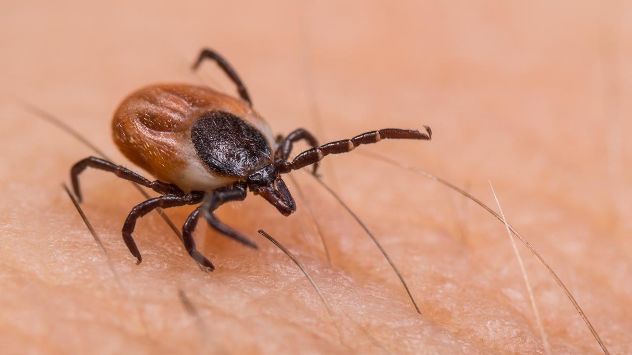 Ukąsił ją kleszcz. Nagle stała się "cieniem dawnej siebie"