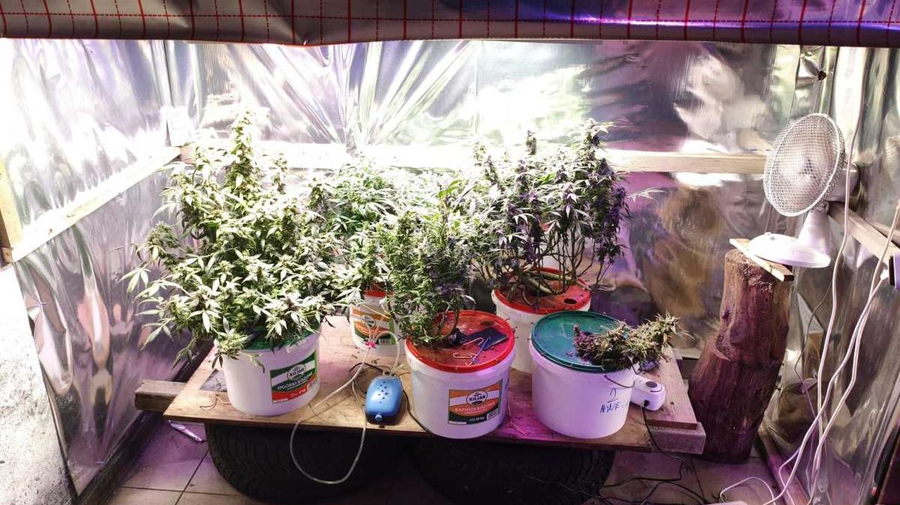 Za tę uprawę może trafić do więzienia na trzy lata