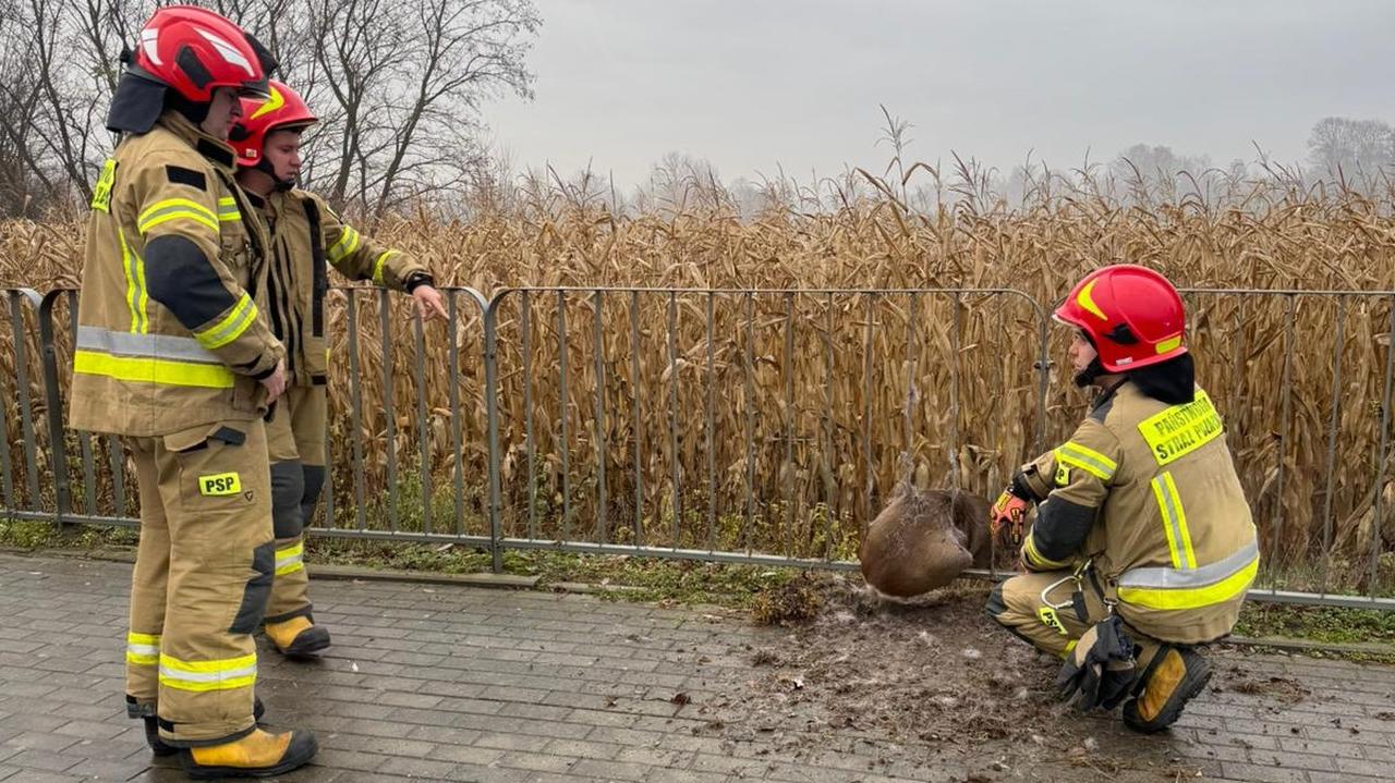 Strażacy i policjanci na ratunek sarnie. "Utknęła"