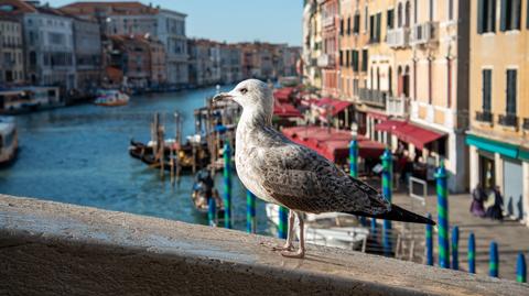 Włochy. Turyści w Wenecji 