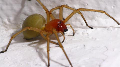 Inwazja jadowitych pająków na wrocławskim Gaju