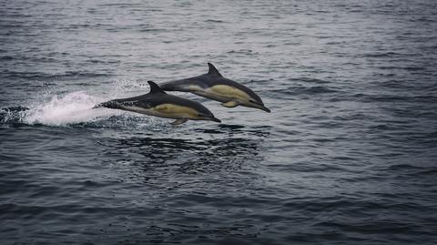Samicę delfina z martwym młodym nagrano u wybrzeży Florydy