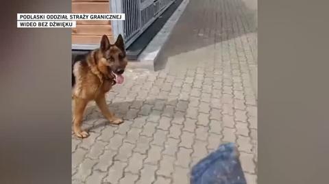Podlaski Oddział Straży Granicznej zaopiekował się psem, który przyszedł z Białorusi