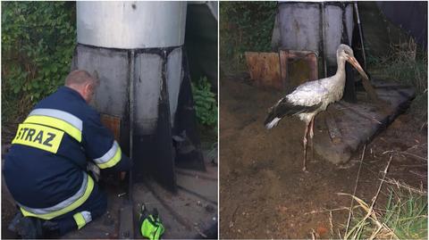 Firemen from Marcinowice rescue a stork in trouble