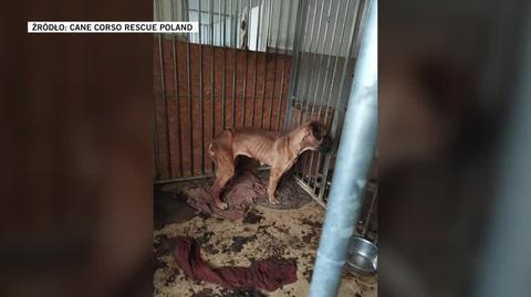 Białystok. Policjanci weszli na teren hodowli psów. Od razu stwierdzili, że zwierzęta utrzymywane były w skrajnie złych warunkach (13.01.2025)