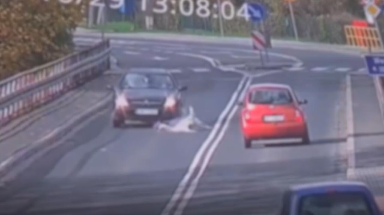 Zahaczył o przewody i wpadł pod koła auta. Rannego łabędzia uratowała pani Maria